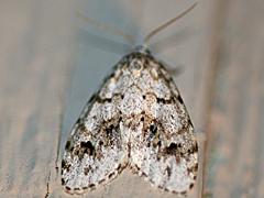 Little White Lichen Moth